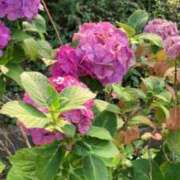 ヒメ日記 2025/06/28 17:25 投稿 前川（まえかわ） 熟女の風俗最終章 大宮店