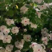 ヒメ日記 2025/08/17 17:55 投稿 前川（まえかわ） 熟女の風俗最終章 大宮店