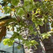 ヒメ日記 2026/04/11 15:20 投稿 れもん 熟女の風俗最終章 町田店