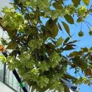 ヒメ日記 2026/04/21 08:30 投稿 れもん 熟女の風俗最終章 町田店