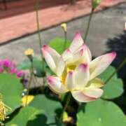 ヒメ日記 2025/07/25 14:08 投稿 じゅん 水戸人妻花壇