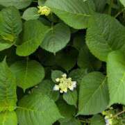 はなえ 予告のよ·こ·く 完熟ばなな西川口