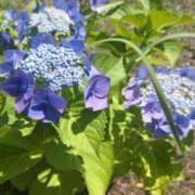 ヒメ日記 2025/06/17 18:36 投稿 朝比奈 熟女の風俗最終章 新横浜店