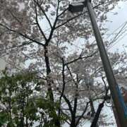 ヒメ日記 2025/04/03 11:45 投稿 尾澤　遼香 セレブショップ新宿（東京ハレ系）