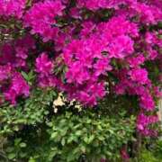 ヒメ日記 2025/05/13 09:34 投稿 尾澤　遼香 セレブショップ新宿（東京ハレ系）