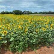 ヒメ日記 2025/10/10 22:32 投稿 カンナ 155