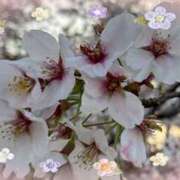 ヒメ日記 2025/04/23 12:09 投稿 かりん 仙台人妻セレブリティー