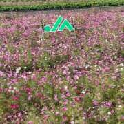 ヒメ日記 2025/12/13 16:28 投稿 ほのか 快楽夫人