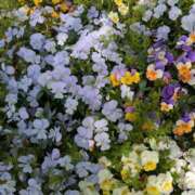 ヒメ日記 2025/04/26 10:49 投稿 【熟女】ようこ 隣の奥様＆隣の熟女 滋賀店