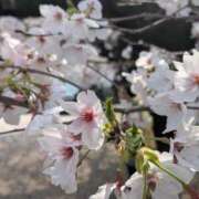 ヒメ日記 2026/04/02 23:49 投稿 さきこ 即アポマダム～名古屋店～