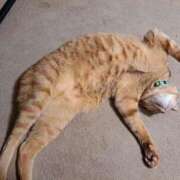 ヒメ日記 2025/04/30 10:08 投稿 妃(きさき) 黒薔薇