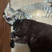 ヒメ日記 2025/05/14 06:20 投稿 妃(きさき) 黒薔薇