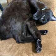 ヒメ日記 2025/05/19 20:42 投稿 妃(きさき) 黒薔薇