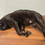 ヒメ日記 2025/05/29 16:44 投稿 妃(きさき) 黒薔薇