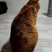 ヒメ日記 2025/11/07 11:09 投稿 妃(きさき) 黒薔薇