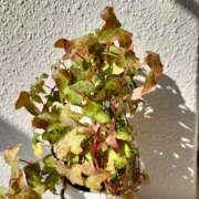 ヒメ日記 2024/12/11 11:53 投稿 なお アクトレス(鶯谷)