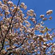 ヒメ日記 2025/04/02 14:55 投稿 なお アクトレス(鶯谷)