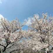 ヒメ日記 2025/04/07 11:30 投稿 なお アクトレス(鶯谷)