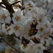 ヒメ日記 2025/03/27 09:12 投稿 中沢　つき ギン妻パラダイス 谷九店