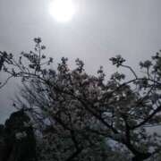 ヒメ日記 2025/04/01 11:00 投稿 中沢　つき ギン妻パラダイス 谷九店