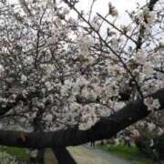 ヒメ日記 2025/04/02 09:16 投稿 中沢　つき ギン妻パラダイス 谷九店