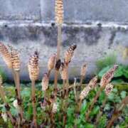 ヒメ日記 2025/04/08 08:57 投稿 中沢　つき ギン妻パラダイス 谷九店