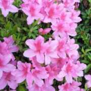 ヒメ日記 2025/04/23 08:47 投稿 中沢　つき ギン妻パラダイス 谷九店