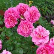 ヒメ日記 2025/05/24 17:38 投稿 中沢　つき ギン妻パラダイス 谷九店