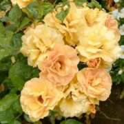 ヒメ日記 2025/05/27 17:49 投稿 中沢　つき ギン妻パラダイス 谷九店