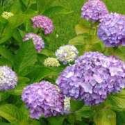 ヒメ日記 2025/06/20 08:57 投稿 中沢　つき ギン妻パラダイス 谷九店