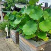 ヒメ日記 2025/08/01 10:01 投稿 中沢　つき ギン妻パラダイス 谷九店