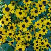 ヒメ日記 2025/08/22 08:52 投稿 中沢　つき ギン妻パラダイス 谷九店