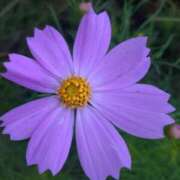 ヒメ日記 2025/09/29 16:38 投稿 中沢　つき ギン妻パラダイス 谷九店