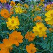 ヒメ日記 2025/11/08 08:49 投稿 中沢　つき ギン妻パラダイス 谷九店