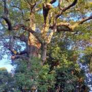 中沢　つき 今日のお礼 ギン妻パラダイス 谷九店