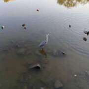 中沢　つき 昨日のお礼。 ギン妻パラダイス 谷九店