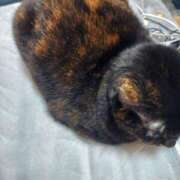 ヒメ日記 2025/12/25 08:45 投稿 中沢　つき ギン妻パラダイス 谷九店