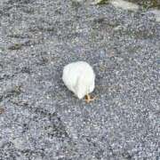 ヒメ日記 2026/02/05 08:39 投稿 中沢　つき ギン妻パラダイス 谷九店