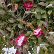 ヒメ日記 2026/02/08 23:36 投稿 中沢　つき ギン妻パラダイス 谷九店