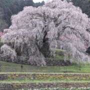 ヒメ日記 2026/04/03 08:46 投稿 中沢　つき ギン妻パラダイス 谷九店