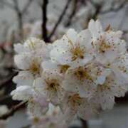 ヒメ日記 2026/04/05 23:34 投稿 中沢　つき ギン妻パラダイス 谷九店