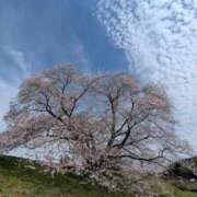 ヒメ日記 2026/04/06 08:59 投稿 中沢　つき ギン妻パラダイス 谷九店