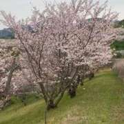 ヒメ日記 2026/04/08 08:42 投稿 中沢　つき ギン妻パラダイス 谷九店