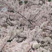 ヒメ日記 2026/04/10 08:41 投稿 中沢　つき ギン妻パラダイス 谷九店