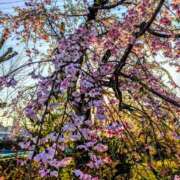 ヒメ日記 2026/04/11 08:55 投稿 中沢　つき ギン妻パラダイス 谷九店