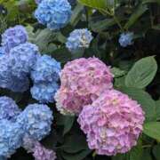 ヒメ日記 2026/05/23 08:56 投稿 中沢　つき ギン妻パラダイス 谷九店