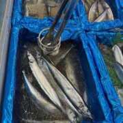 ヒメ日記 2025/08/29 14:22 投稿 冬　さくら ソープランド蜜 人妻・美熟女専門店