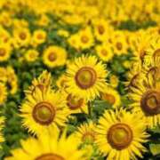 ヒメ日記 2025/07/10 11:24 投稿 ここ マダムロゼ