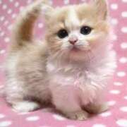 ヒメ日記 2025/09/11 12:02 投稿 ここ マダムロゼ