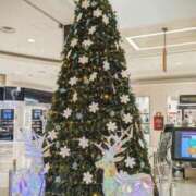 ヒメ日記 2025/12/11 17:30 投稿 ここ マダムロゼ